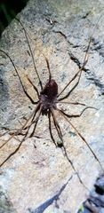 Opilioninae