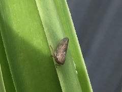 Tartessini