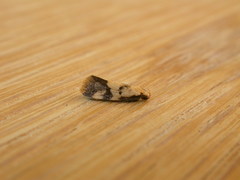 Oecophorinae