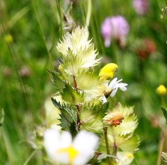 Rhinanthus mediterraneus