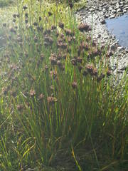 Juncus arcticus