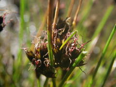 Juncus arcticus