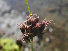 Juncus arcticus