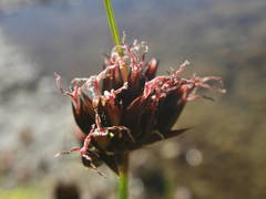 Juncus arcticus