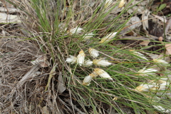 Johnsonia lupulina