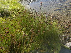 Juncus arcticus