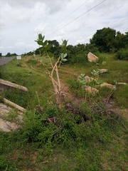 Calotropis procera image