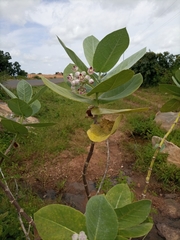 Calotropis procera image