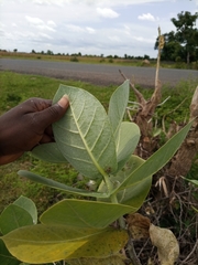 Calotropis procera image