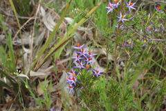 Calectasia narragara