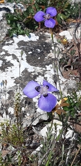 Moraea calcicola
