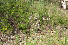 Stylidium brunonianum