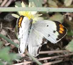 Colotis etrida