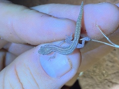 Crenadactylus tuberculatus