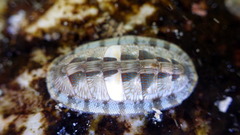 Ischnochiton smaragdinus