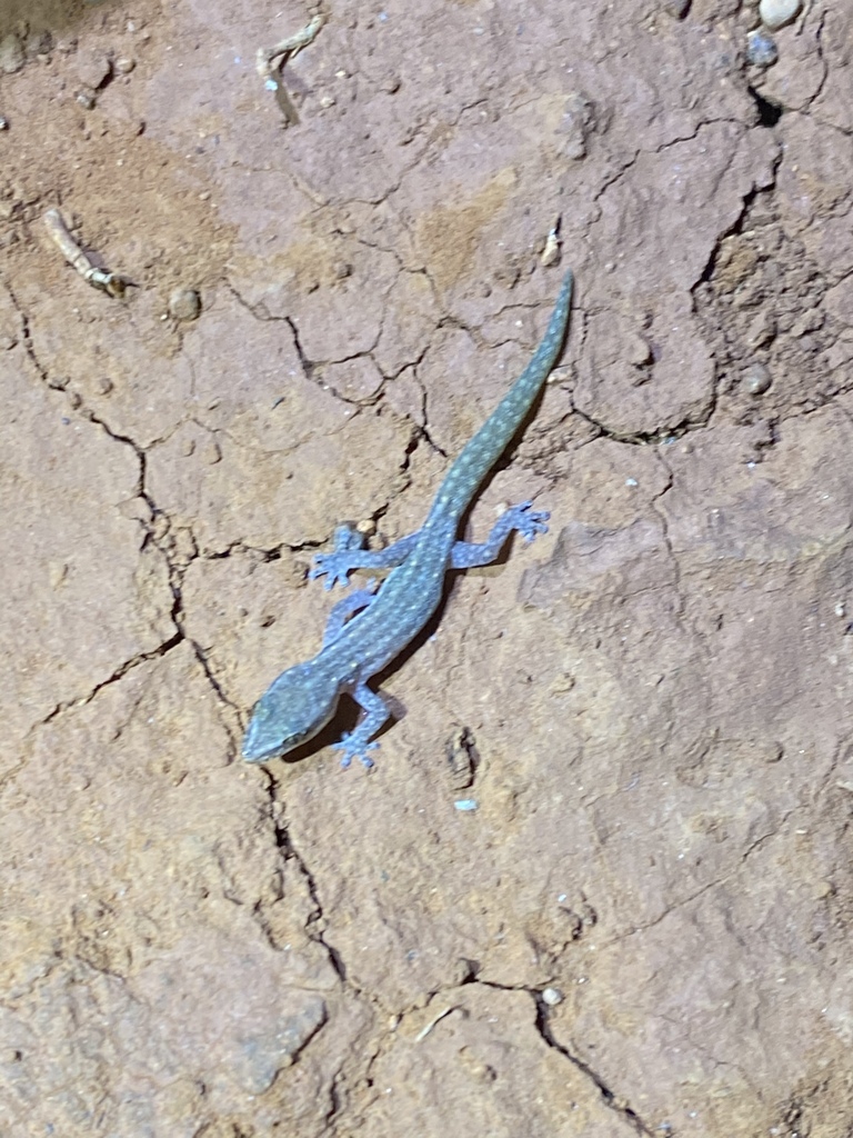 Cape Range Clawless Gecko