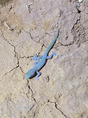 Crenadactylus tuberculatus