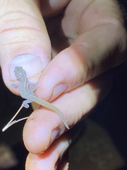 Crenadactylus tuberculatus