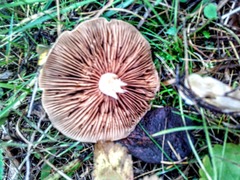 Cortinarius