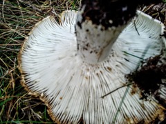 Russula delica