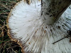 Russula delica