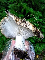Russula delica