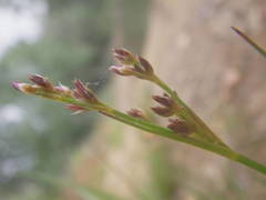Juncus anceps