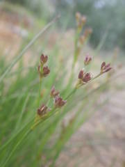 Juncus anceps