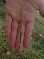 Silene otites otites