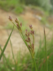 Juncus anceps