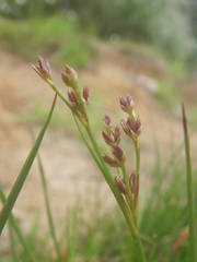Juncus anceps