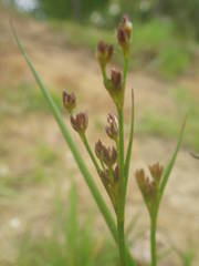 Juncus anceps
