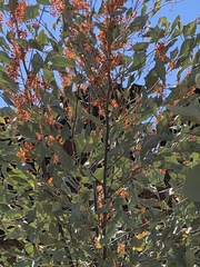 Grevillea byrnesii