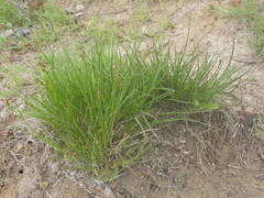 Juncus anceps