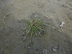 Cyperus pannonicus