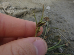 Cyperus pannonicus