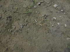 Sporobolus aculeatus