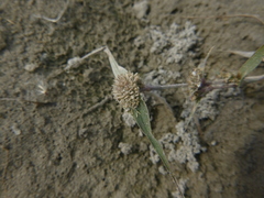 Sporobolus aculeatus