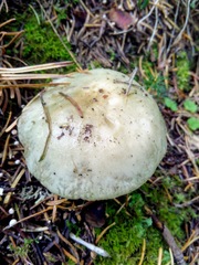 Russula