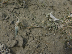 Sporobolus aculeatus