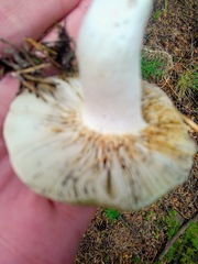 Russula