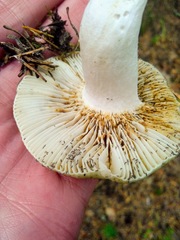 Russula