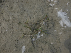 Sporobolus aculeatus