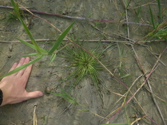Cyperus pannonicus