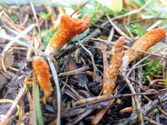 Cordyceps militaris