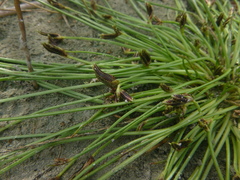 Cyperus pannonicus