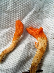 Cordyceps militaris
