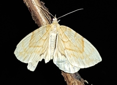 Gandaritis fixseni