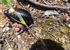 Geoscapheus robustus