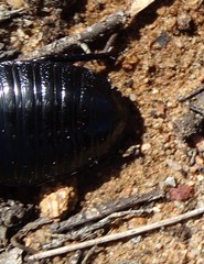 Geoscapheus robustus